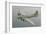 Restored B17F Flying Fortress-null-Framed Art Print