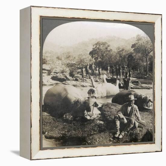 Result of a Morning's Hippopotamus Hunt on Mlembo River, Rhodesia, Africa, 1910-Keystone View Company-Framed Premier Image Canvas