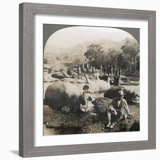 Result of a Morning's Hippopotamus Hunt on Mlembo River, Rhodesia, Africa, 1910-Keystone View Company-Framed Photographic Print