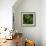 Resurrection Fern, Pleopeltis Polypodioides, Florida-Maresa Pryor-Framed Photographic Print displayed on a wall