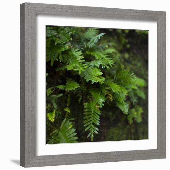 Resurrection Fern, Pleopeltis Polypodioides, Florida-Maresa Pryor-Framed Photographic Print