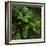 Resurrection Fern, Pleopeltis Polypodioides, Florida-Maresa Pryor-Framed Photographic Print