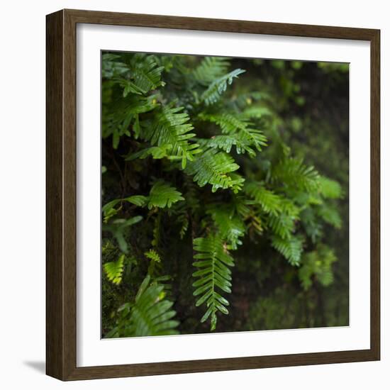 Resurrection Fern, Pleopeltis Polypodioides, Florida-Maresa Pryor-Framed Photographic Print