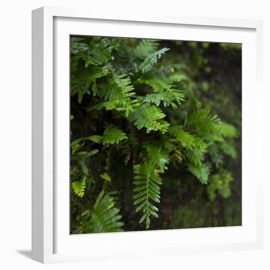 Resurrection Fern, Pleopeltis Polypodioides, Florida-Maresa Pryor-Framed Photographic Print