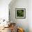 Resurrection Fern, Pleopeltis Polypodioides, Florida-Maresa Pryor-Framed Photographic Print displayed on a wall