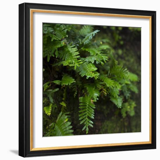 Resurrection Fern, Pleopeltis Polypodioides, Florida-Maresa Pryor-Framed Photographic Print