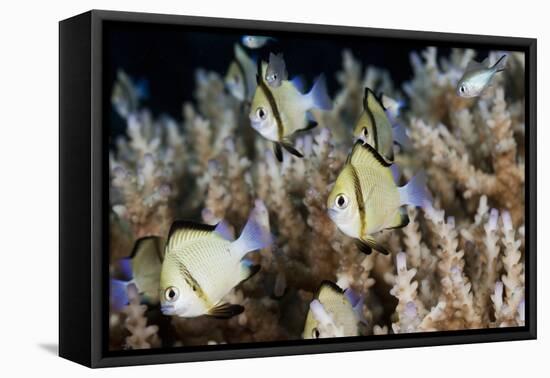 Reticulated Damselfish (Dascyllus Reticulatus)-Reinhard Dirscherl-Framed Premier Image Canvas