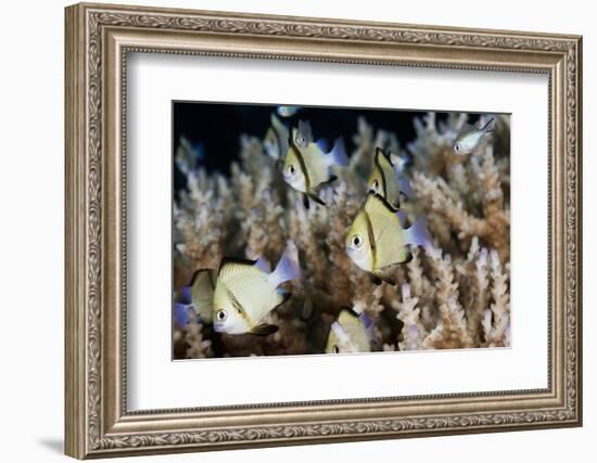 Reticulated Damselfish (Dascyllus Reticulatus)-Reinhard Dirscherl-Framed Photographic Print