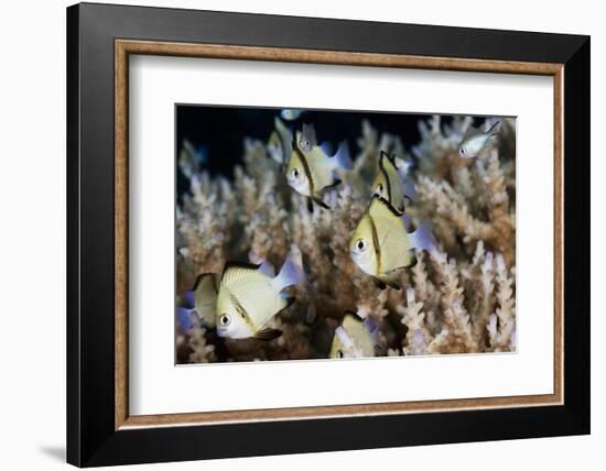 Reticulated Damselfish (Dascyllus Reticulatus)-Reinhard Dirscherl-Framed Photographic Print