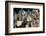 Reticulated Damselfish (Dascyllus Reticulatus)-Reinhard Dirscherl-Framed Photographic Print