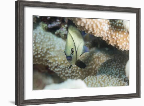 Reticulated Dascyllus (Dascyllus Reticulans), Queensland, Australia, Pacific-Louise Murray-Framed Photographic Print