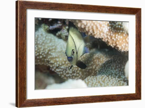 Reticulated Dascyllus (Dascyllus Reticulans), Queensland, Australia, Pacific-Louise Murray-Framed Photographic Print