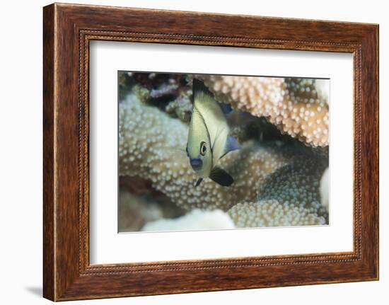 Reticulated Dascyllus (Dascyllus Reticulans), Queensland, Australia, Pacific-Louise Murray-Framed Photographic Print