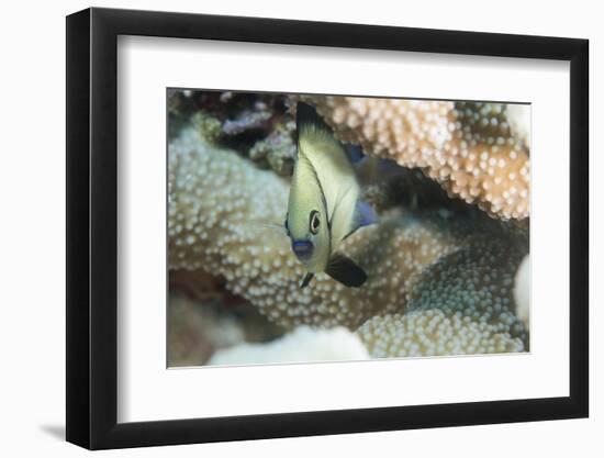 Reticulated Dascyllus (Dascyllus Reticulans), Queensland, Australia, Pacific-Louise Murray-Framed Photographic Print