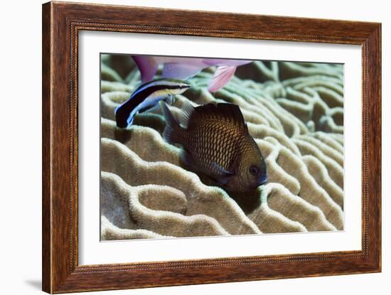 Reticulated Dascyllus Fish-Georgette Douwma-Framed Photographic Print