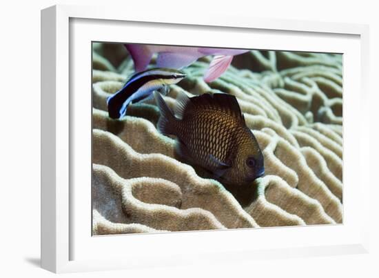 Reticulated Dascyllus Fish-Georgette Douwma-Framed Photographic Print