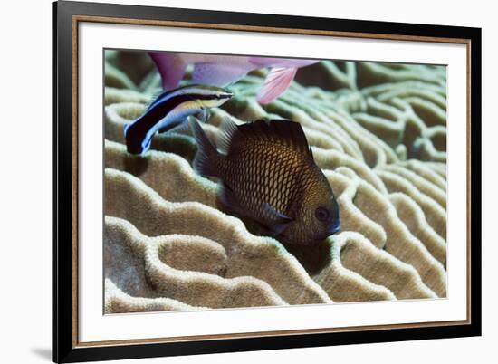 Reticulated Dascyllus Fish-Georgette Douwma-Framed Photographic Print