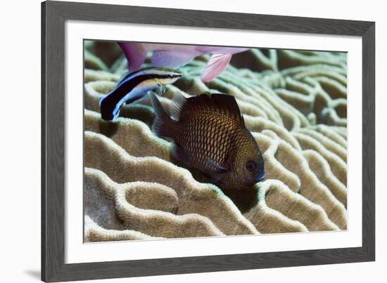 Reticulated Dascyllus Fish-Georgette Douwma-Framed Photographic Print