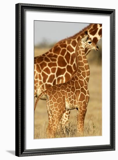 Reticulated Giraffe Baby-null-Framed Photographic Print