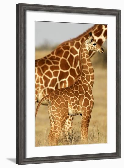 Reticulated Giraffe Baby-null-Framed Photographic Print