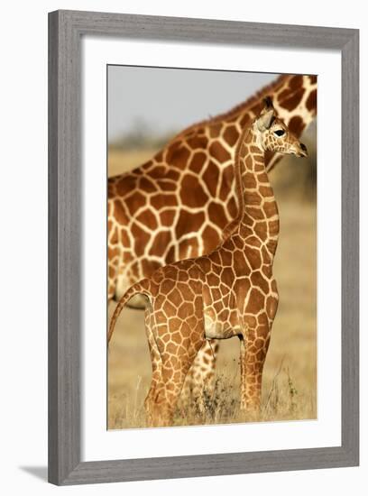 Reticulated Giraffe Baby-null-Framed Photographic Print