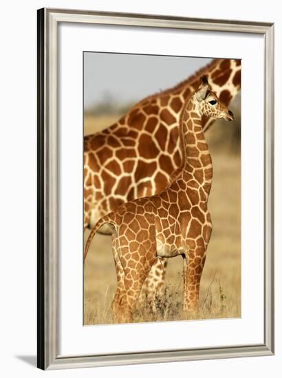 Reticulated Giraffe Baby-null-Framed Photographic Print