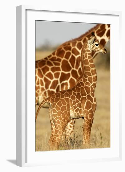 Reticulated Giraffe Baby-null-Framed Photographic Print