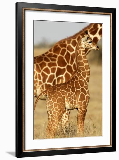 Reticulated Giraffe Baby-null-Framed Photographic Print