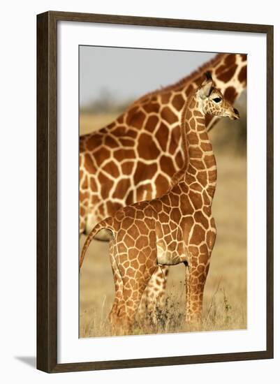 Reticulated Giraffe Baby-null-Framed Photographic Print