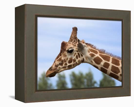 Reticulated Giraffe (Giraffa Camelopardalis Reticulata), Captive, Native to East Africa, Africa-Steve & Ann Toon-Framed Premier Image Canvas