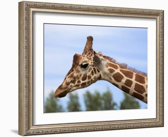 Reticulated Giraffe (Giraffa Camelopardalis Reticulata), Captive, Native to East Africa, Africa-Steve & Ann Toon-Framed Photographic Print