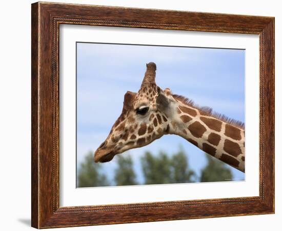 Reticulated Giraffe (Giraffa Camelopardalis Reticulata), Captive, Native to East Africa, Africa-Steve & Ann Toon-Framed Photographic Print