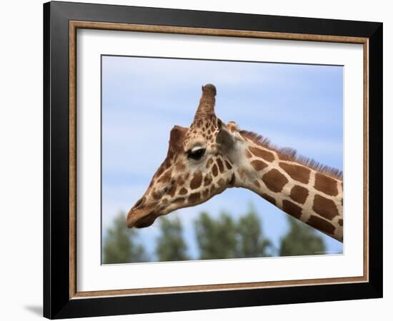 Reticulated Giraffe (Giraffa Camelopardalis Reticulata), Captive, Native to East Africa, Africa-Steve & Ann Toon-Framed Photographic Print