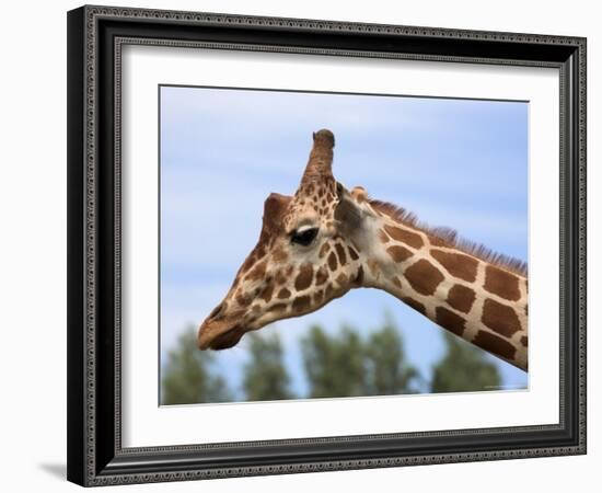 Reticulated Giraffe (Giraffa Camelopardalis Reticulata), Captive, Native to East Africa, Africa-Steve & Ann Toon-Framed Photographic Print