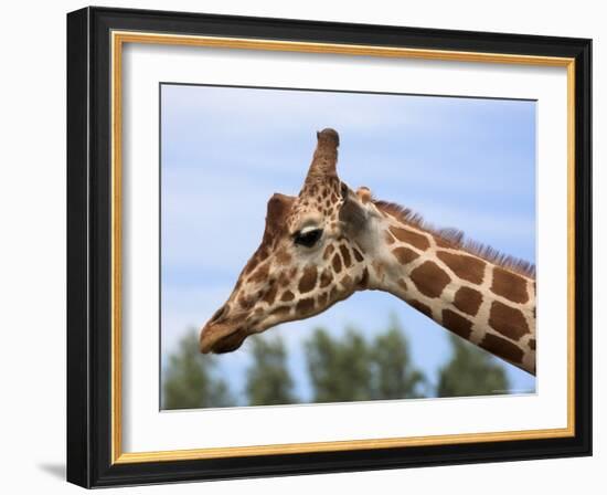 Reticulated Giraffe (Giraffa Camelopardalis Reticulata), Captive, Native to East Africa, Africa-Steve & Ann Toon-Framed Photographic Print