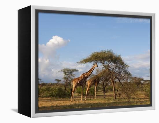 Reticulated Giraffe (Giraffa Camelopardalis Reticulata), Samburu National Park, Kenya, East Africa-Sergio Pitamitz-Framed Premier Image Canvas