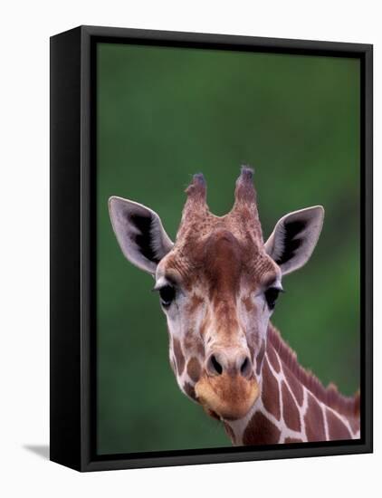 Reticulated Giraffe, Impala Ranch, Kenya-Gavriel Jecan-Framed Premier Image Canvas