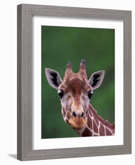 Reticulated Giraffe, Impala Ranch, Kenya-Gavriel Jecan-Framed Photographic Print