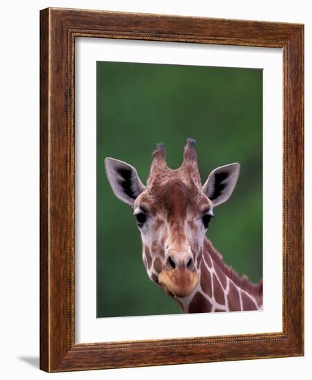 Reticulated Giraffe, Impala Ranch, Kenya-Gavriel Jecan-Framed Photographic Print