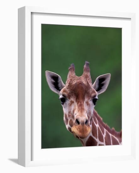 Reticulated Giraffe, Impala Ranch, Kenya-Gavriel Jecan-Framed Photographic Print