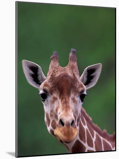 Reticulated Giraffe, Impala Ranch, Kenya-Gavriel Jecan-Mounted Photographic Print