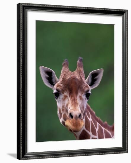 Reticulated Giraffe, Impala Ranch, Kenya-Gavriel Jecan-Framed Photographic Print