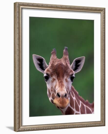 Reticulated Giraffe, Impala Ranch, Kenya-Gavriel Jecan-Framed Photographic Print