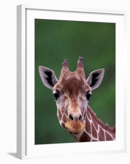 Reticulated Giraffe, Impala Ranch, Kenya-Gavriel Jecan-Framed Photographic Print