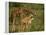 Reticulated Giraffe, Samburu, Kenya, East Africa, Africa-Robert Harding-Framed Premier Image Canvas