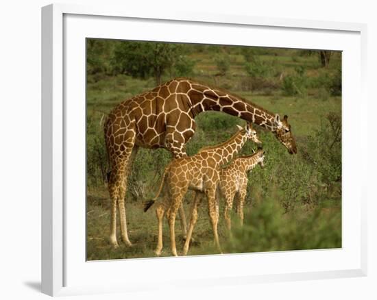 Reticulated Giraffe, Samburu, Kenya, East Africa, Africa-Robert Harding-Framed Photographic Print