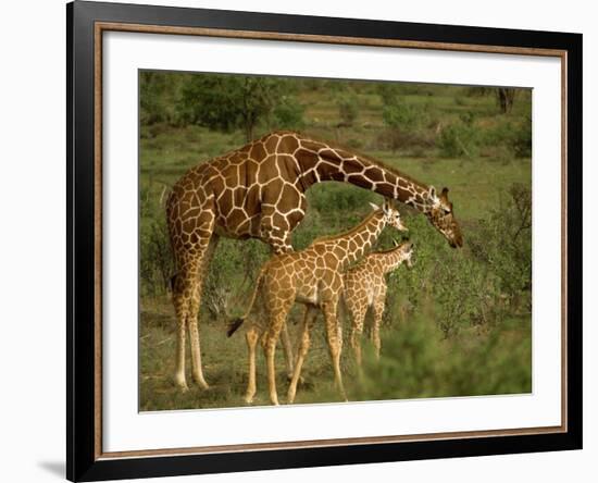 Reticulated Giraffe, Samburu, Kenya, East Africa, Africa-Robert Harding-Framed Photographic Print