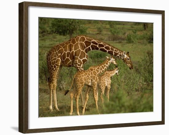 Reticulated Giraffe, Samburu, Kenya, East Africa, Africa-Robert Harding-Framed Photographic Print