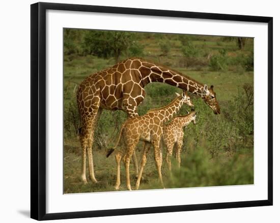 Reticulated Giraffe, Samburu, Kenya, East Africa, Africa-Robert Harding-Framed Photographic Print