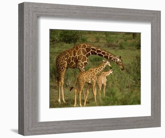 Reticulated Giraffe, Samburu, Kenya, East Africa, Africa-Robert Harding-Framed Photographic Print